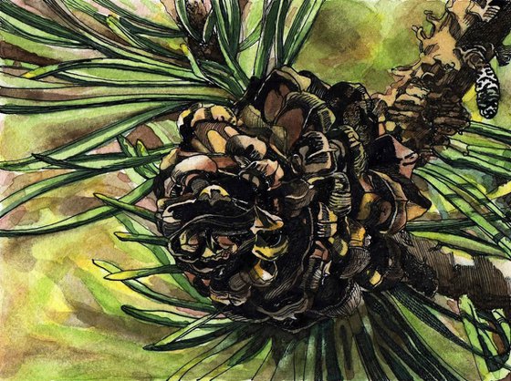 PINE CONE IV