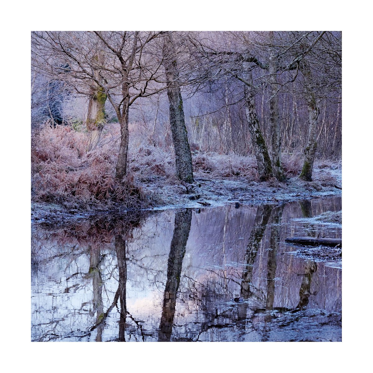 New Forest 2015-VI by David Baker
