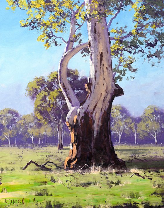 Australian river gum tree