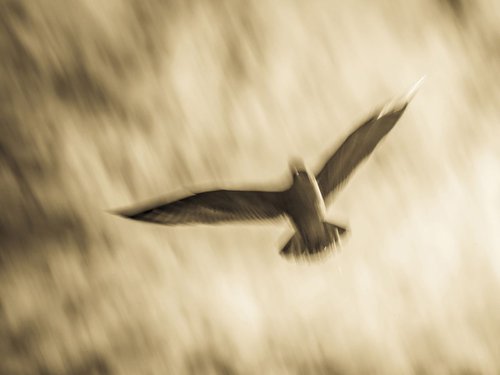 SEAGULL 2. by Andrew Lever