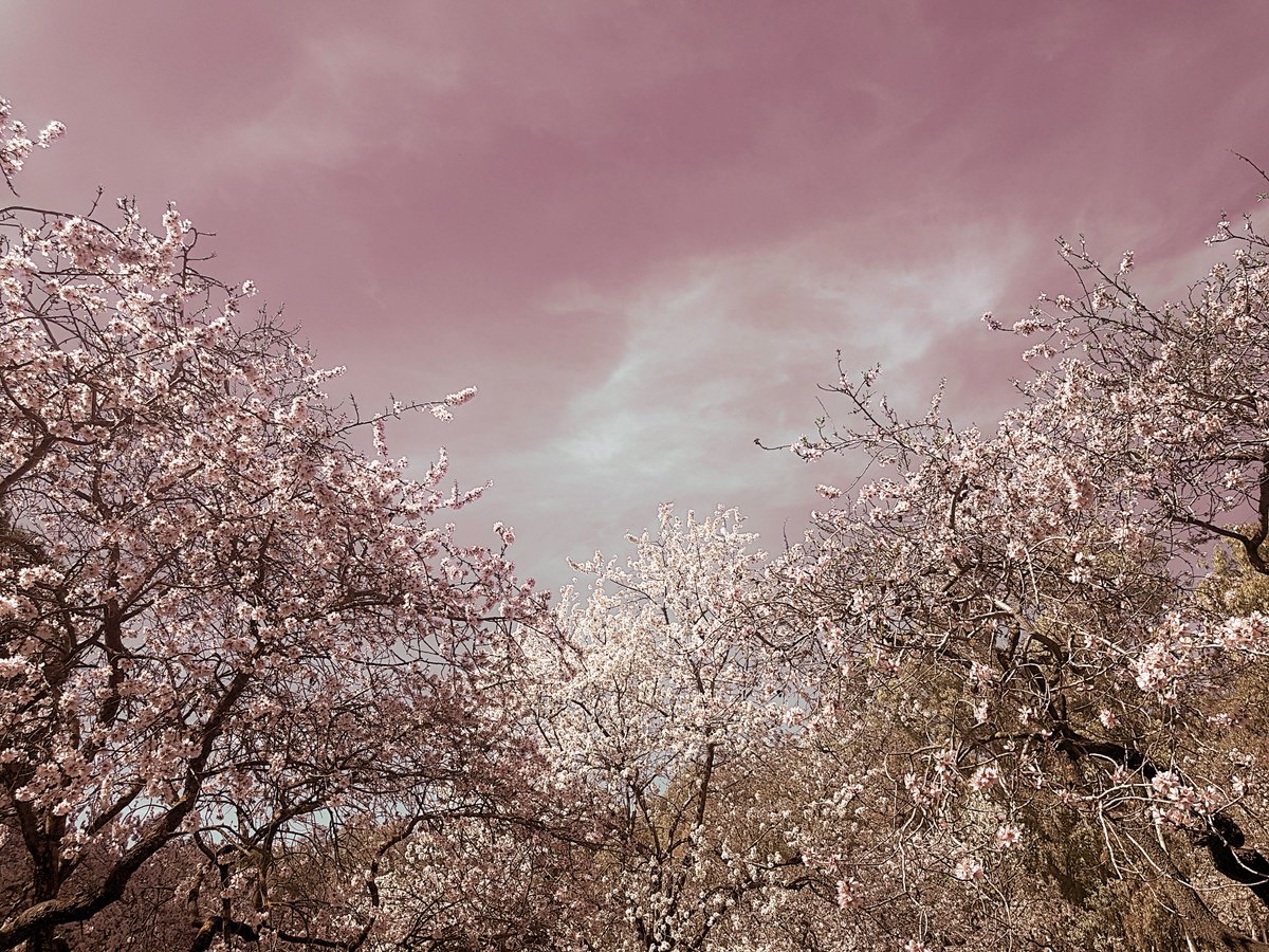 Photorealistic Photograph , (Framed) Spring Is In The Air Iii By Viet Ha Tran, 20 X 17, Artwork For Sale On Artfinder