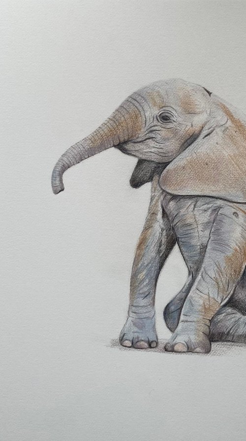 The little one. Elephant drawing by Bethany Taylor