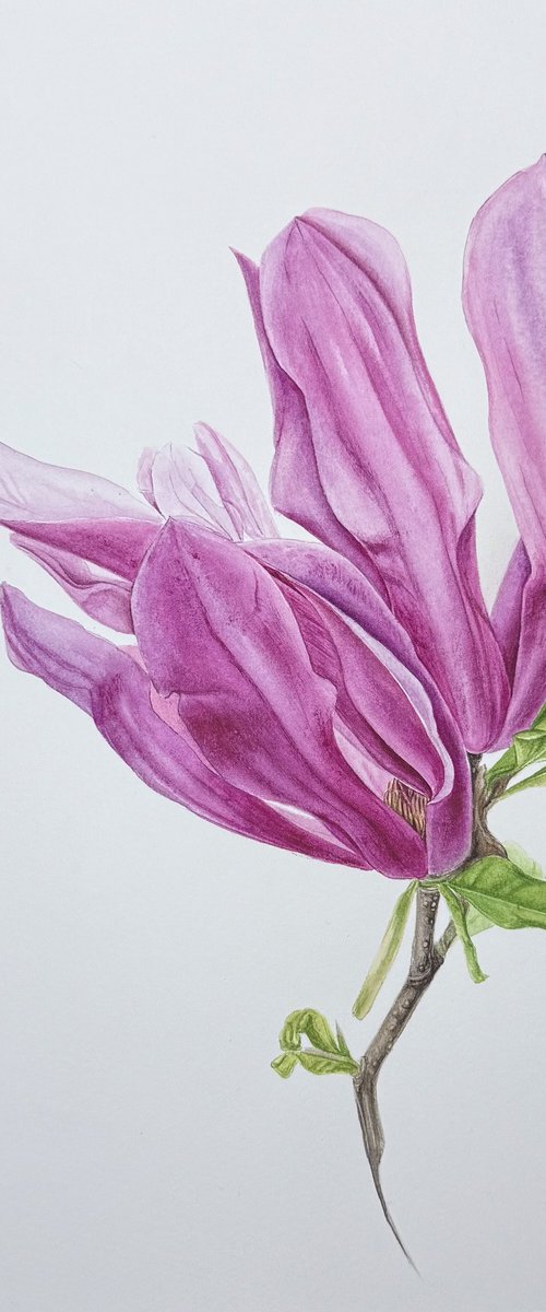 Magnolia by Julia Gorislavska