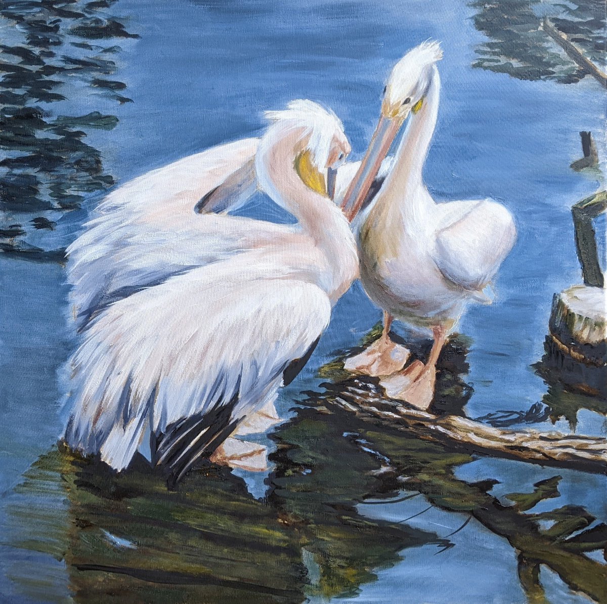 Pelicans by Anna Brazhnikova