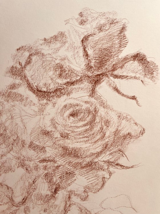 Roses #11. Original pencil drawing