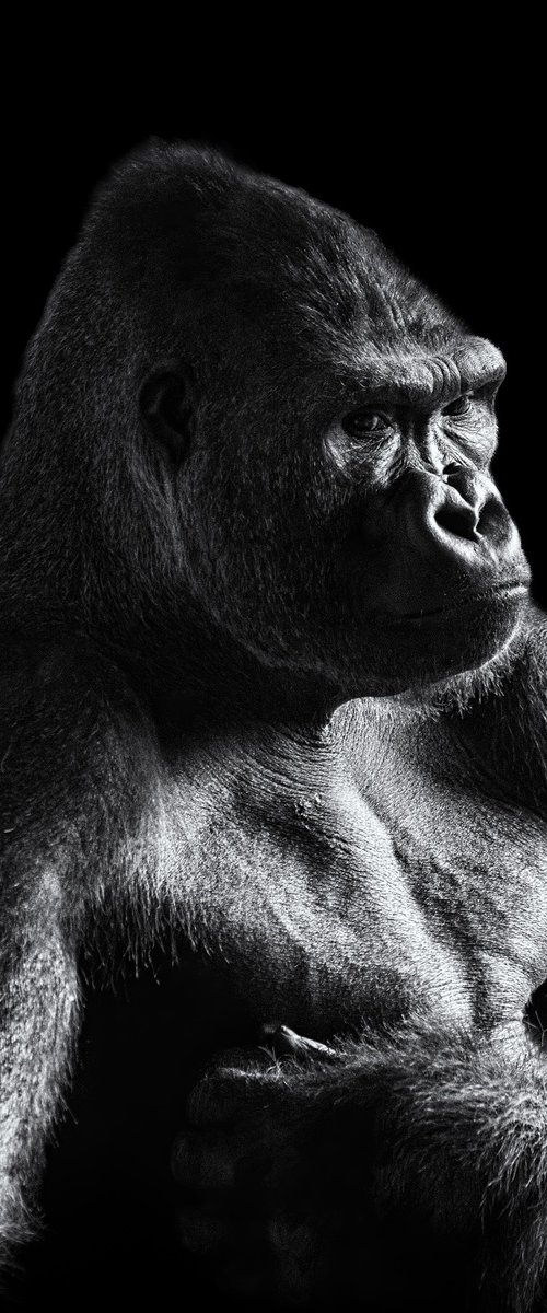 Moody Gorilla by Paul Nash