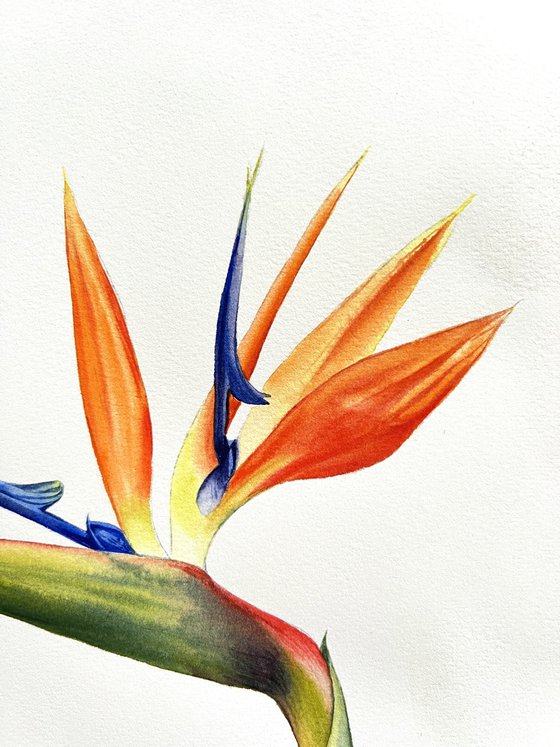 Strelitzia regina. Original watercolor artwork.