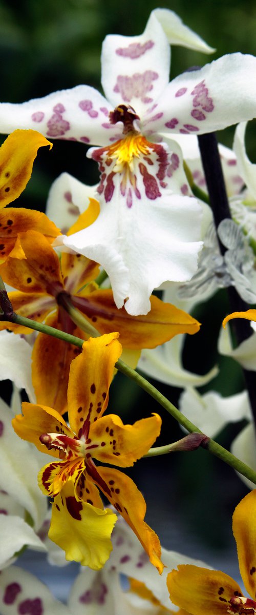 GOLDEN AND WHITE ORCHIDS Landers CA by William Dey