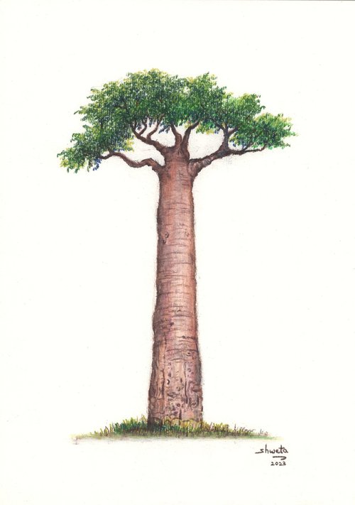 Baobab tree by Shweta  Mahajan