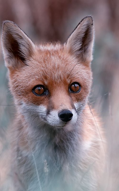 Fox out of the Box by Paul Nash