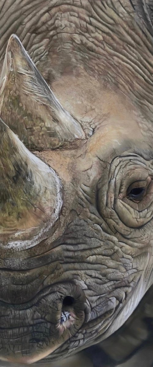 Black Rhino by Clare Parkes