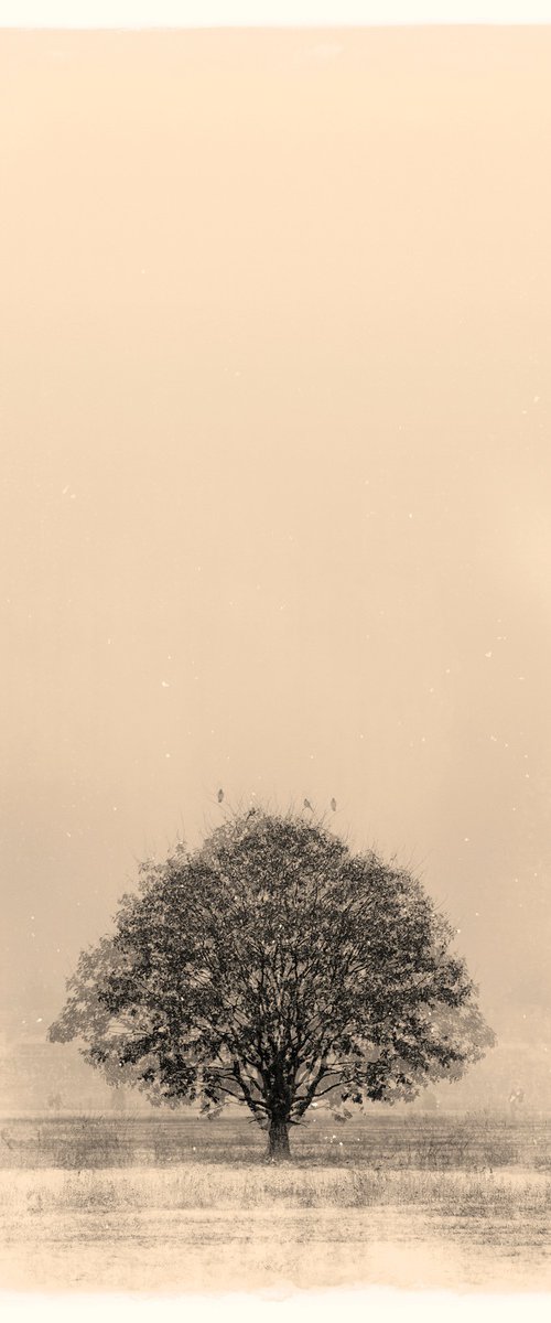 lone tree by Louise O'Gorman