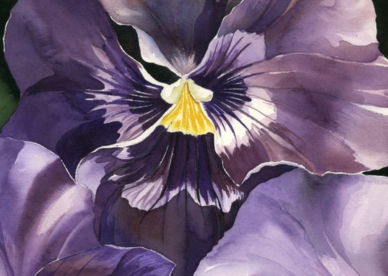 purple pansy