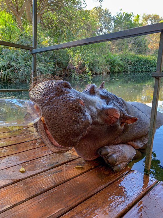 SOUTH AFRICAN HIPPO