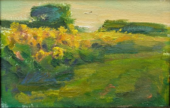 Sunflower field.  Evening.