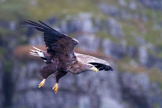 Animals, birds - White-tailed Eagle, the Isle of Mull, Scotland, UK