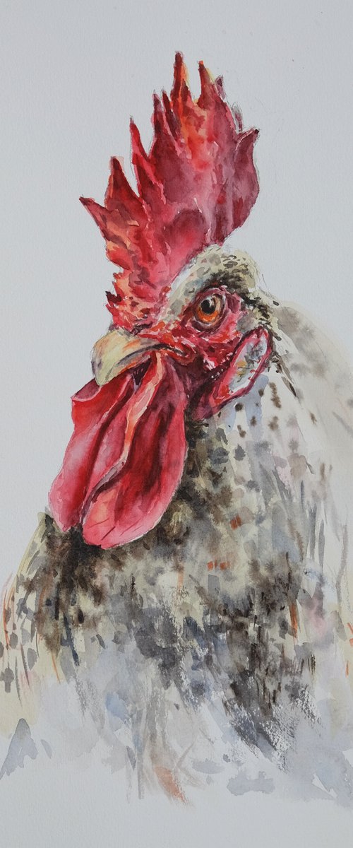 Macho rooster by Ilona Borodulina