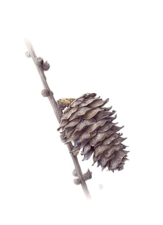 Larch Cone