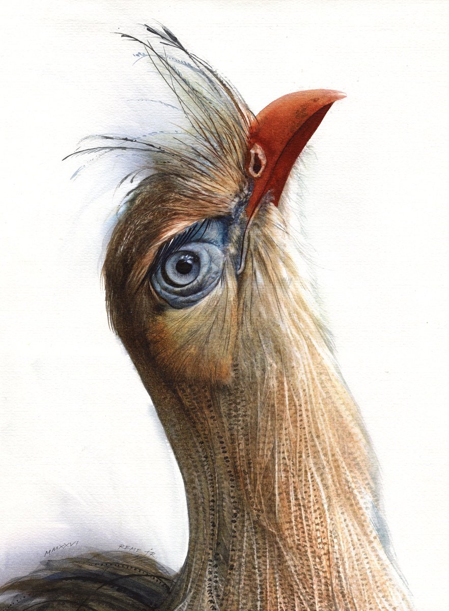 Photorealistic Watercolour , Bird Ccxxv - Red-Legged Seriema Ii By Reme Jr., 13 X 17, Artwork For Sale On Artfinder