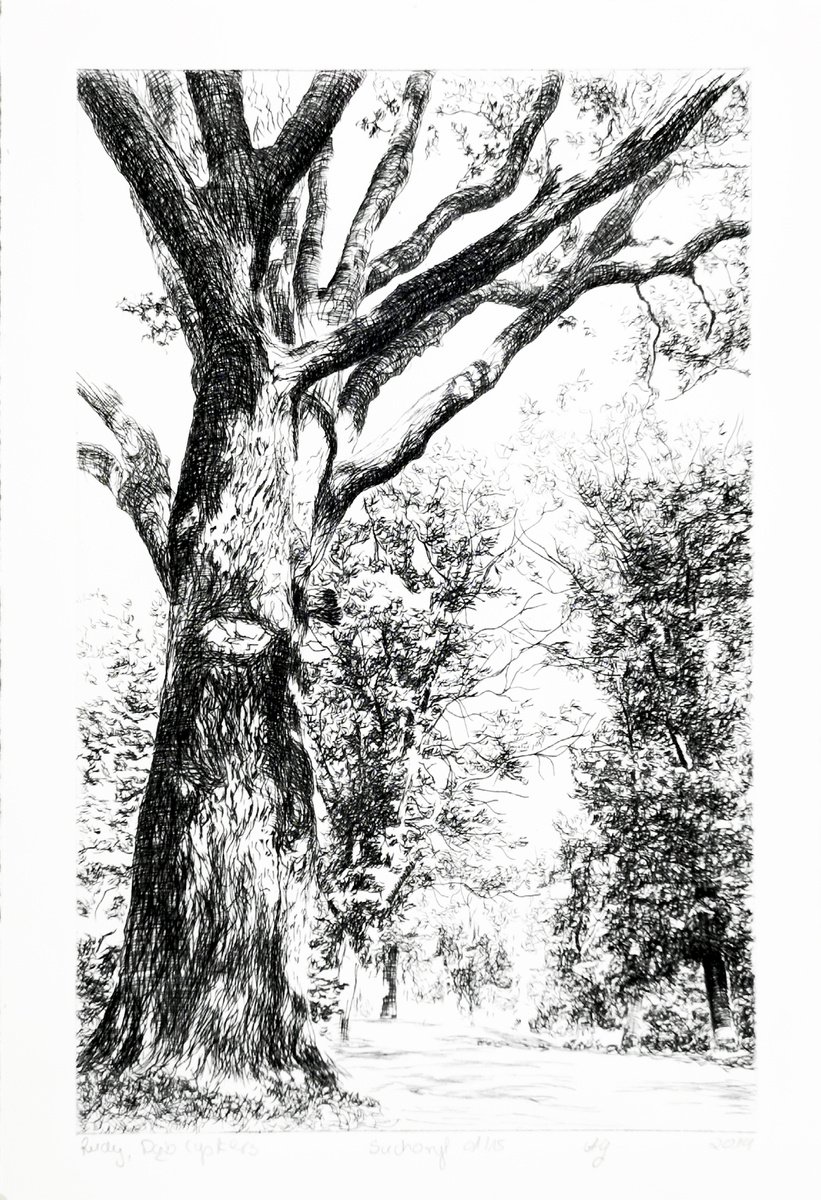 Cysterian Oak Tree by Aneta Gajos