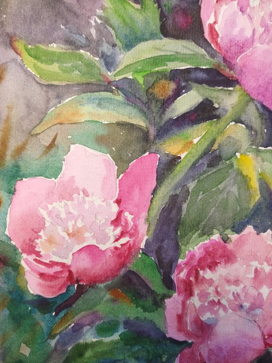 Pink Peonies in the Garden