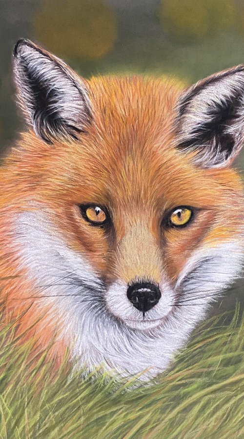 Fox in the grass by Maxine Taylor