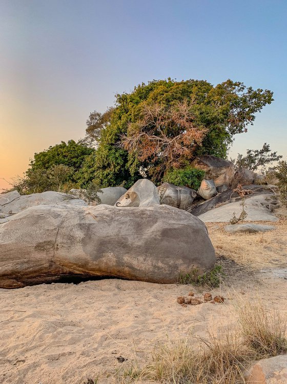 SOUTH AFRICAN SAFARI