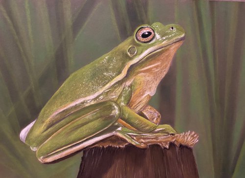 Frog by Maxine Taylor