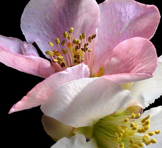 Pink and White Quince Blossoms