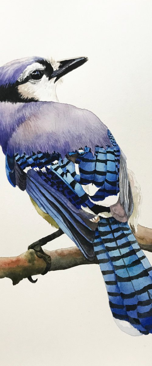 Blue Jay by Lisa Lennon