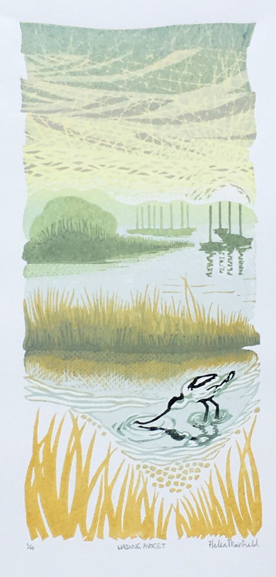 Wading Avocet