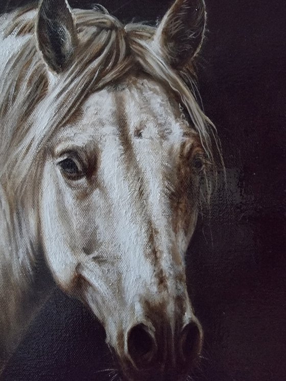 Horse portrait in monochrome