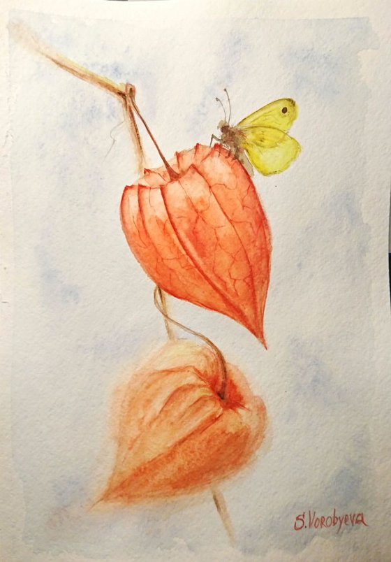 Physalis