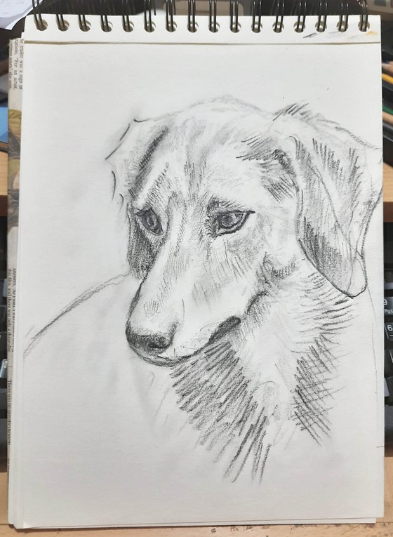 Jack Russel Terrier Dog sketch