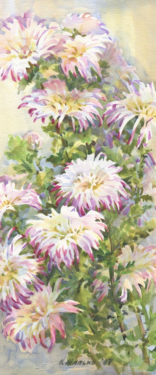 White Pink Chrysanthemum by Olha Malko