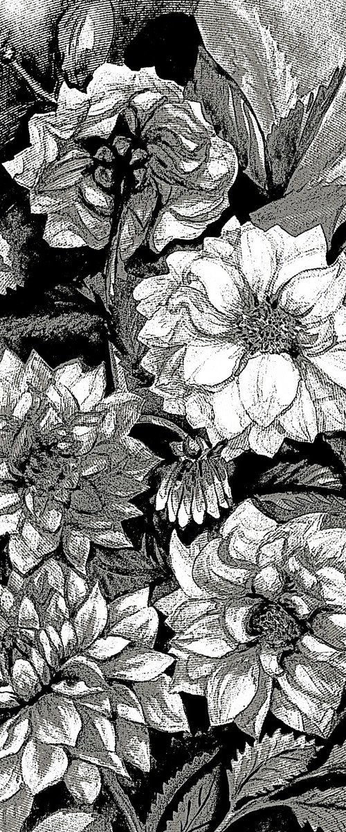 Chrysanthemums in black and white, print by Julia Gogol