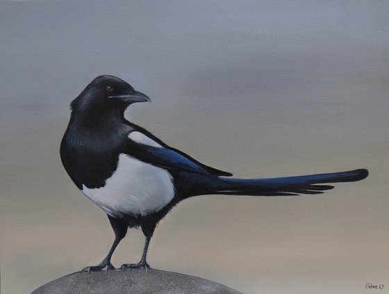 Magpie in the Early Morning Light