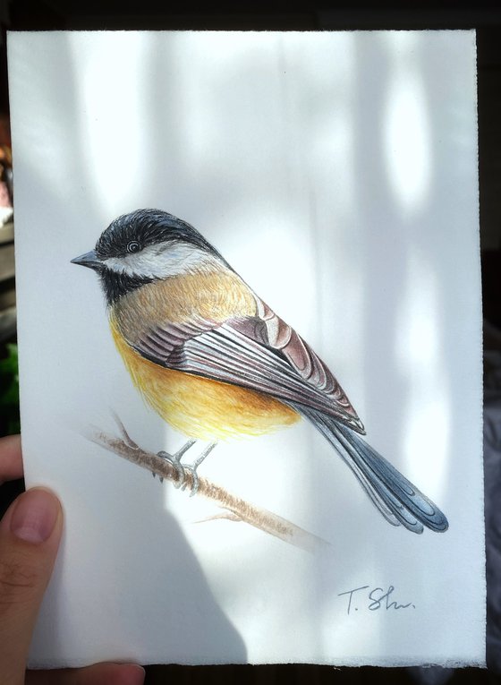 Titmouse and Magpie Set of two