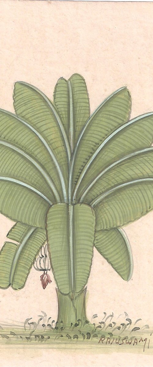 Banana Plant | Indian Miniature by Mukesh Swami