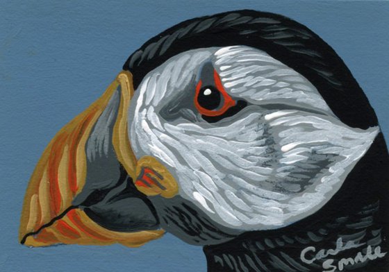 Atlantic Puffin Bird