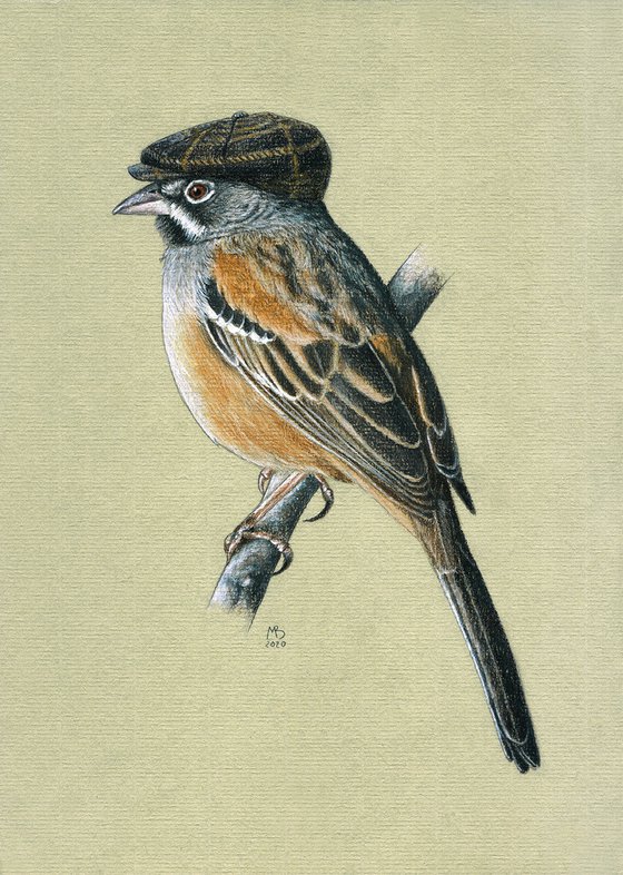 Original pastel drawing bird "Bridled Sparrow"