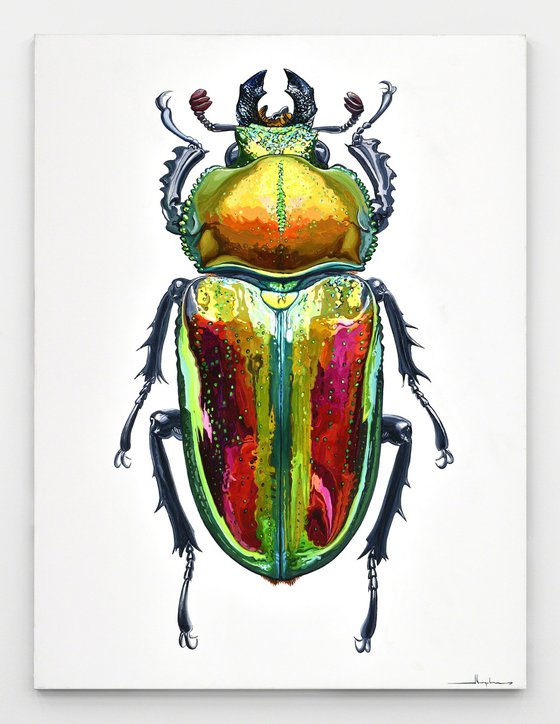 Phalacrognathus Muelleri / Rainbow Stag Beetle
