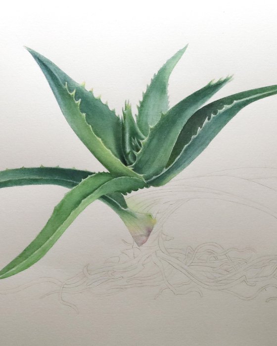 Aloe