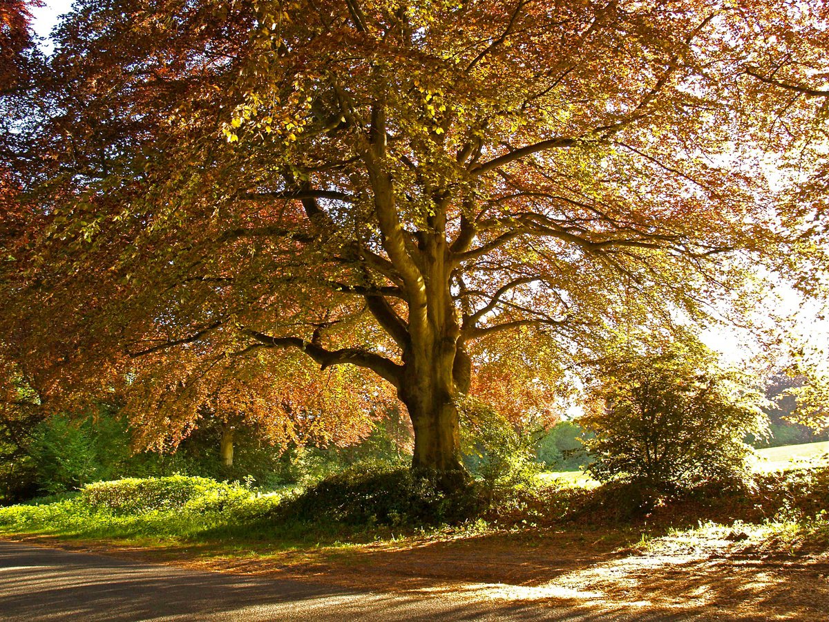 Photorealistic Photograph , Copper Beech, Rural Hampshire By Alex Cassels, 24 X 19, Artwork For Sale On Artfinder