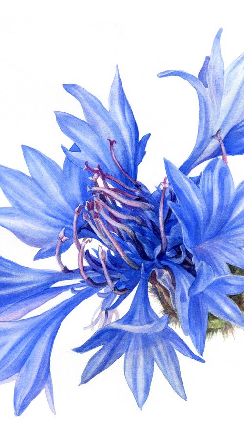 Cornflower, botanical illustration by SVITLANA LAGUTINA