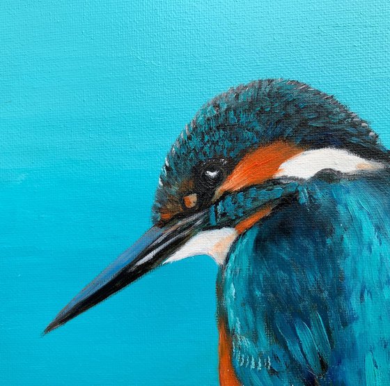 Kingfisher Blue