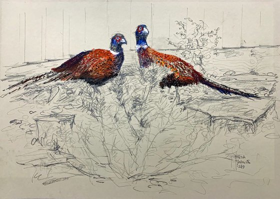 Pair of Pheasants