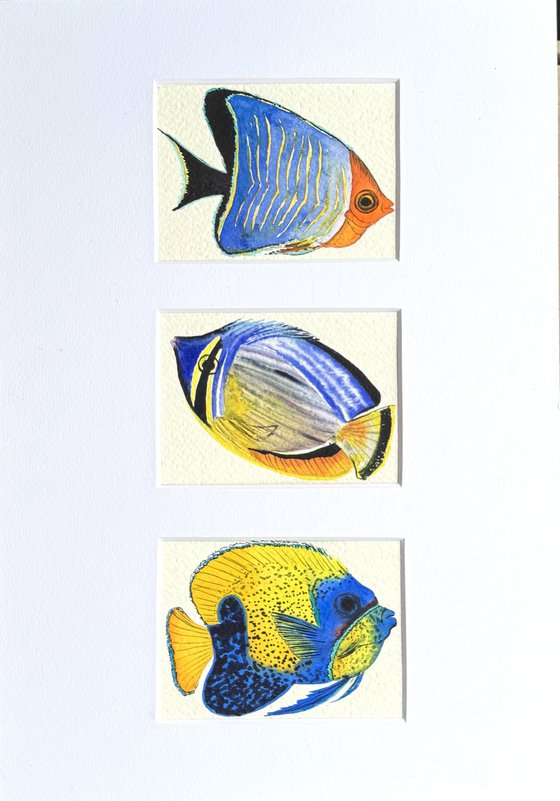 Three Exotic blue-yellow fish