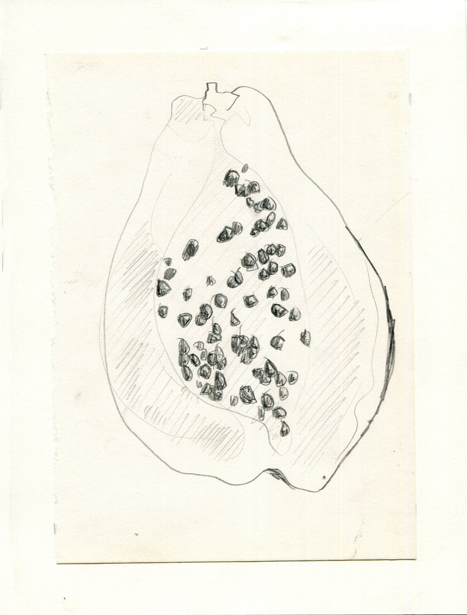 Papaya sketch by Hannah Clark