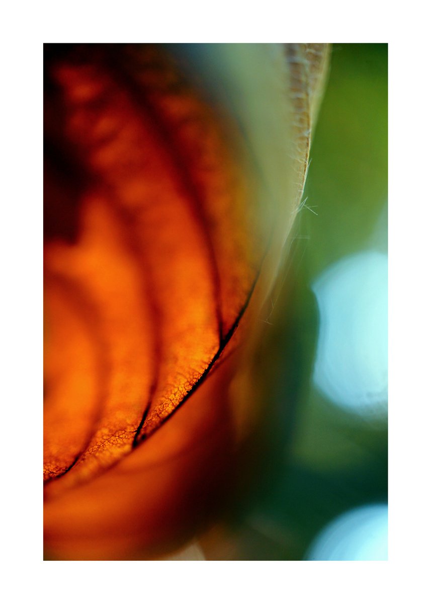 Abstract Leafs 06 (LIMITED EDITION OF 15) by Richard Vloemans